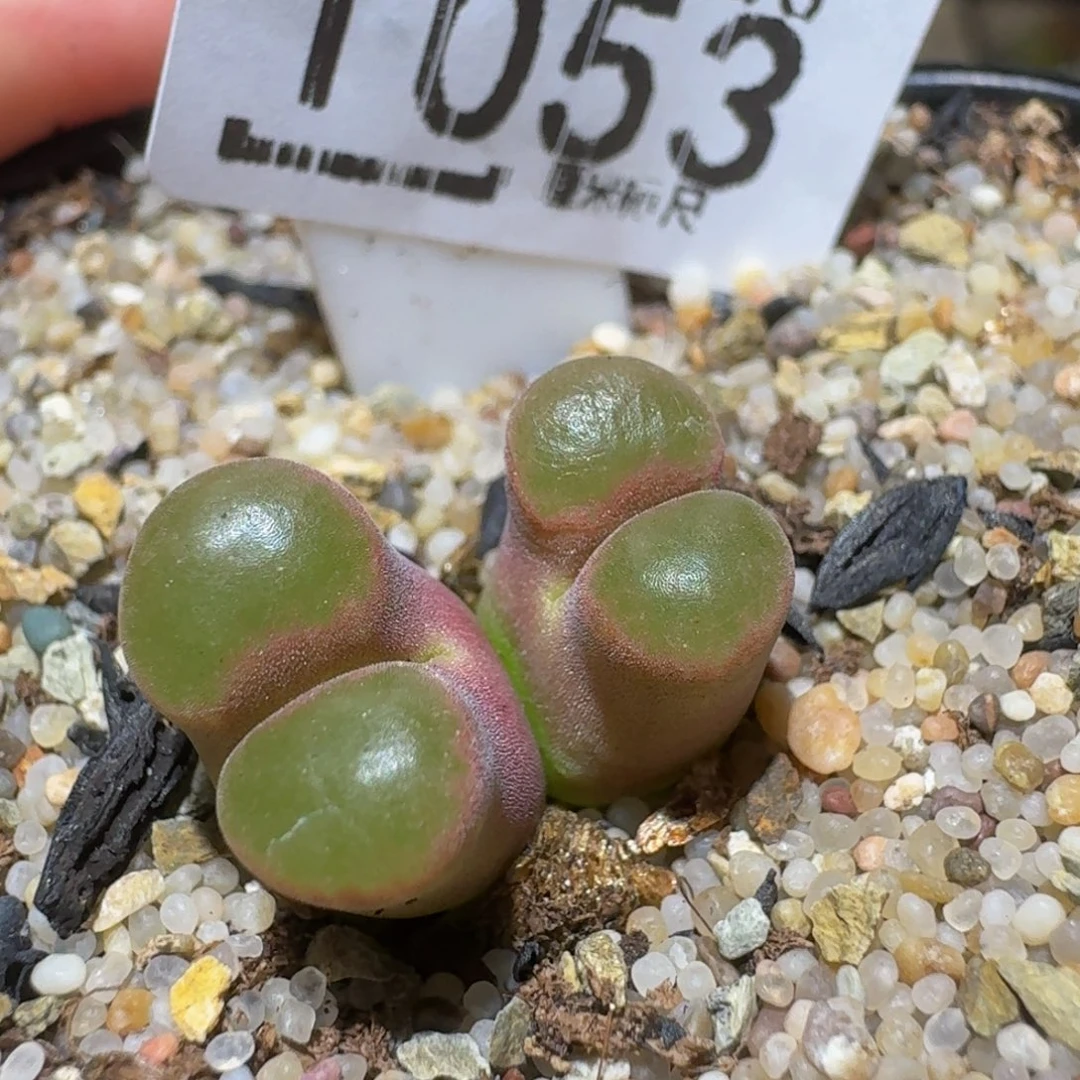 Ssss精品生石花1053磁铁