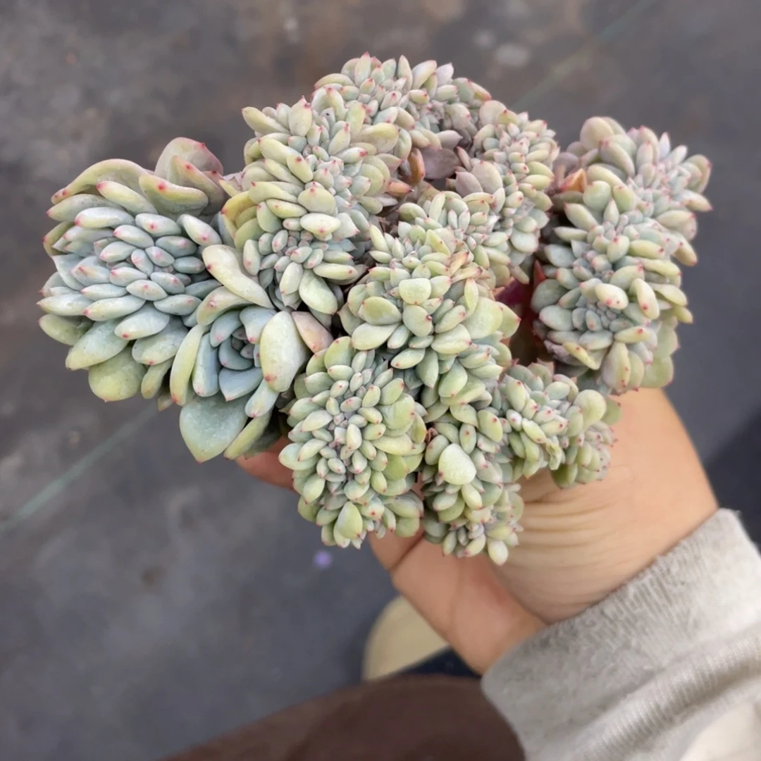 石榴子星影缀化满天星小树底切繁殖