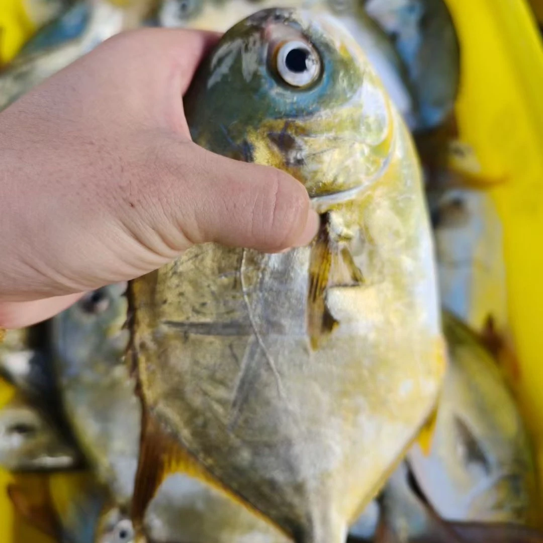 外罗鱼港 野生小金鲳鱼鲜活速冻 帮杀 1斤1-3条规格 真空包装