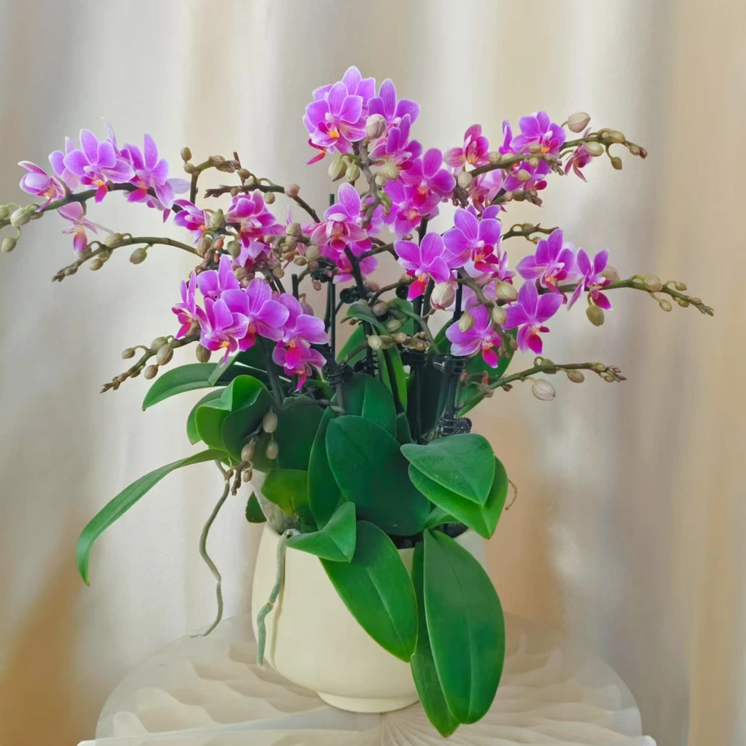 （半亩花坊）  香格里拉  紫色 经典年宵花蝴蝶兰