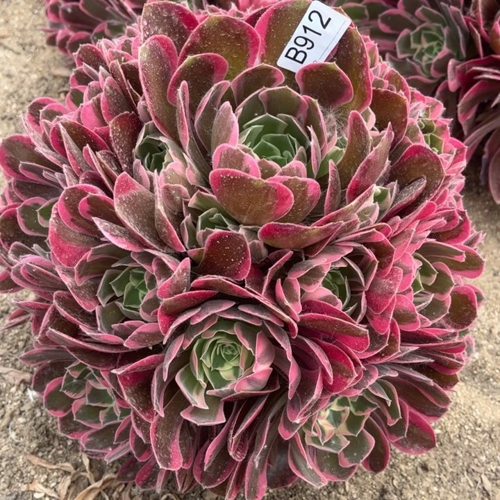 912不加迪多肉植物