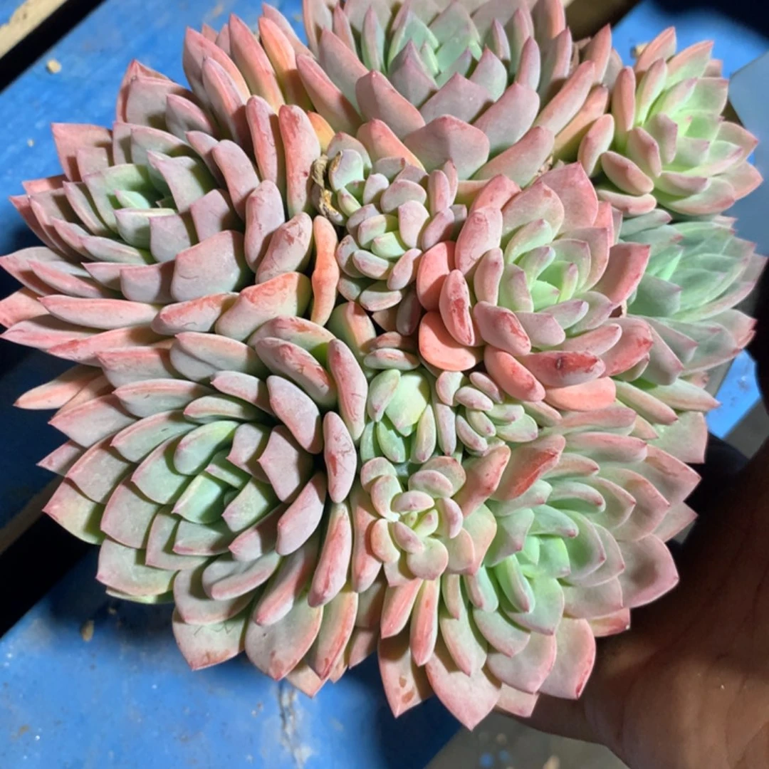 蜗****牛350124-11冰露