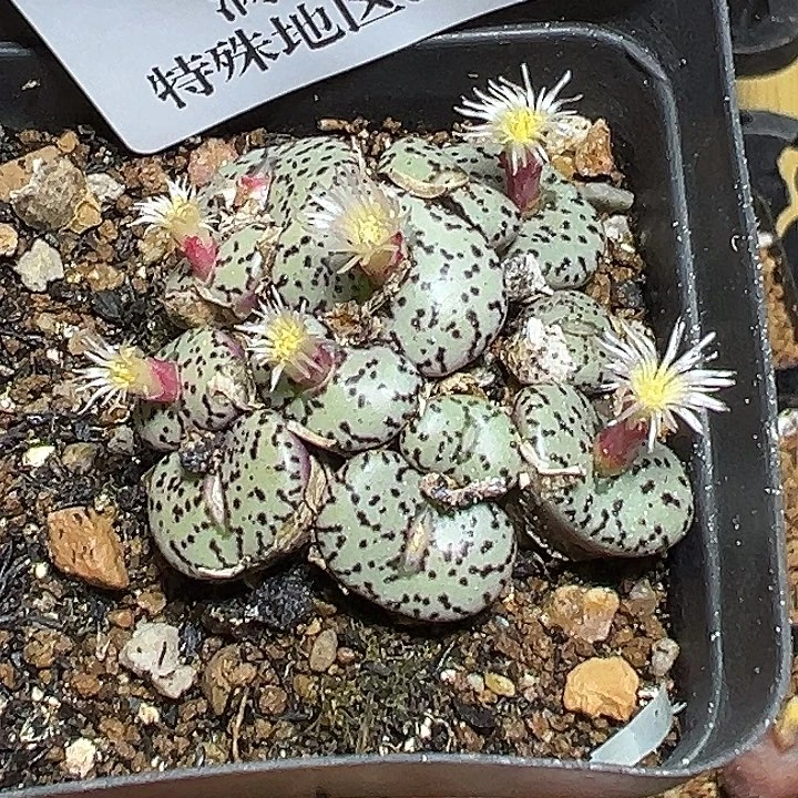 梨****122号安贞zyyyxyzwx