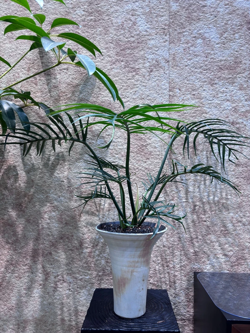 花涧·室内绿植的新宠(鱼骨蔓绿绒)