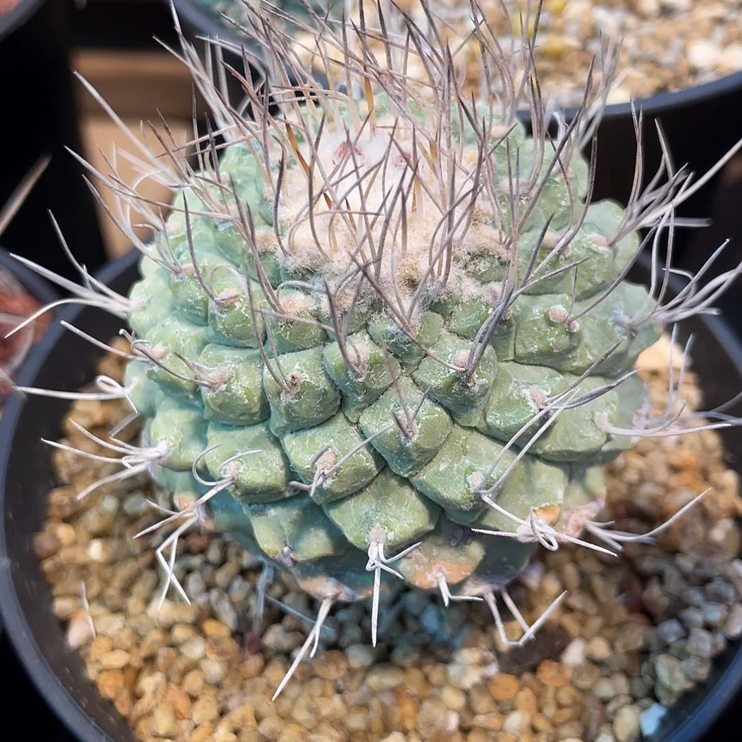 仙人球螺纹白花菊水6.3厘米
