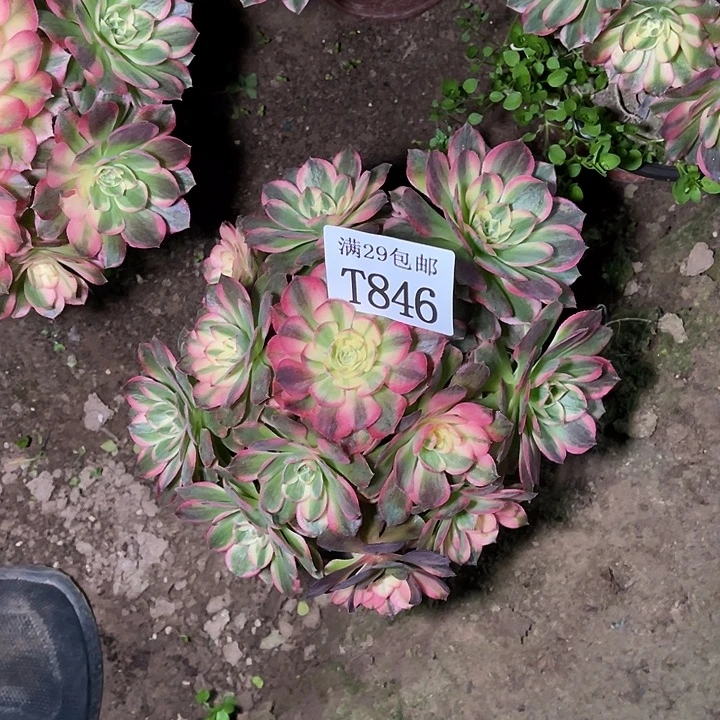 846海王多肉植物