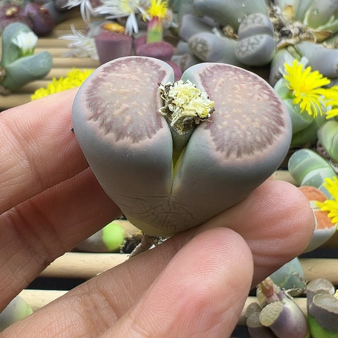 2642 生石花双十二清货福利不售后