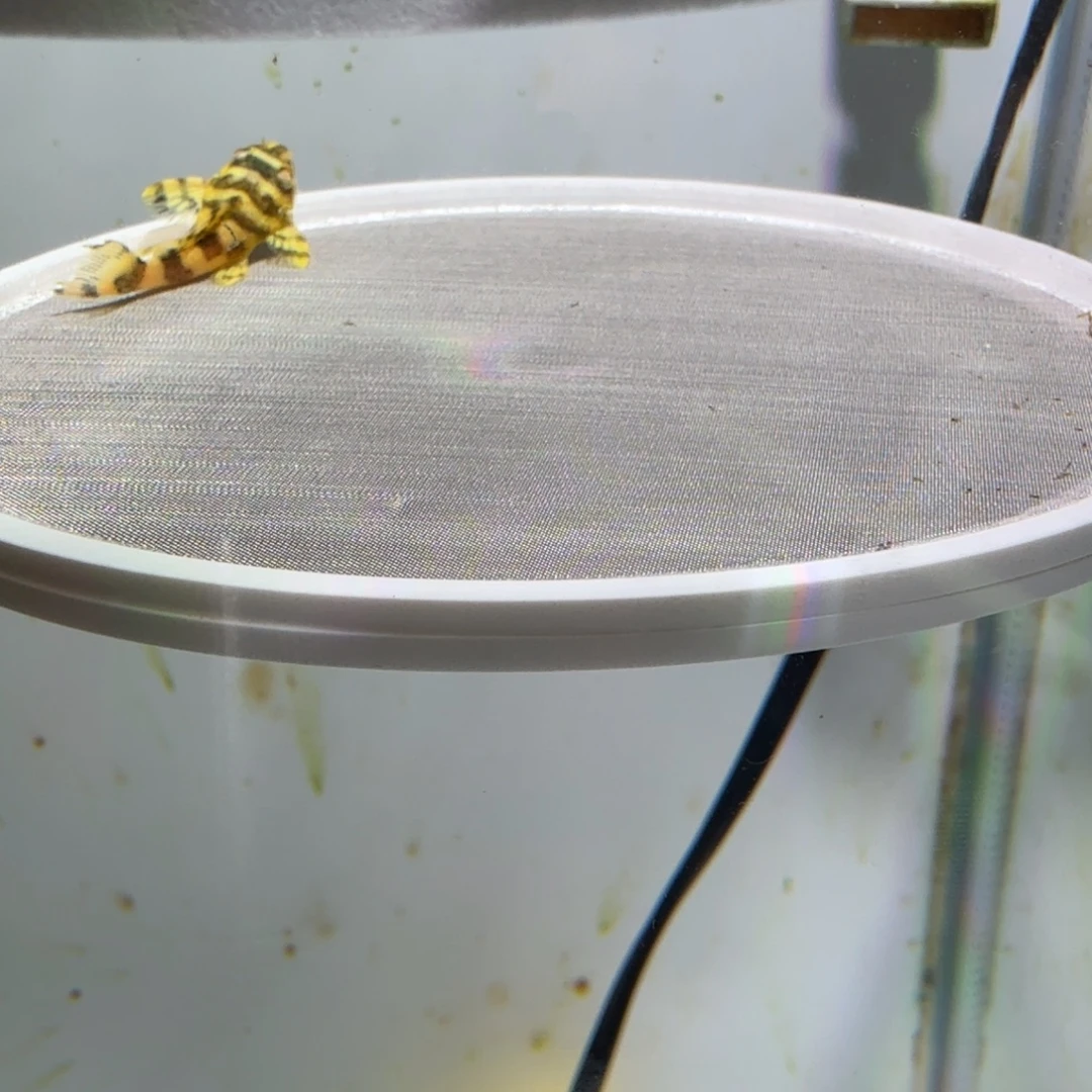 工具鱼10号皇室333