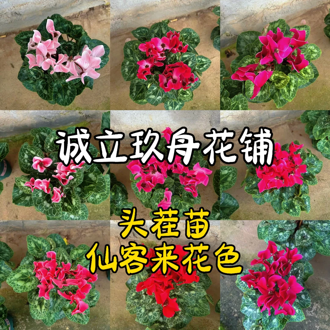 【仙客来】直播间一物一拍链接，四季开花盆栽带花带花苞基地直发