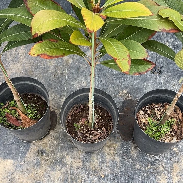 大****）1345678888877