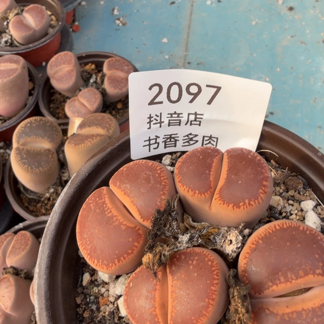花****多肉。