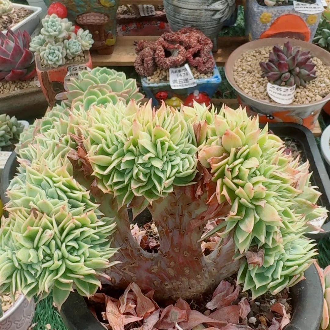 1516一物一拍（满28包邮