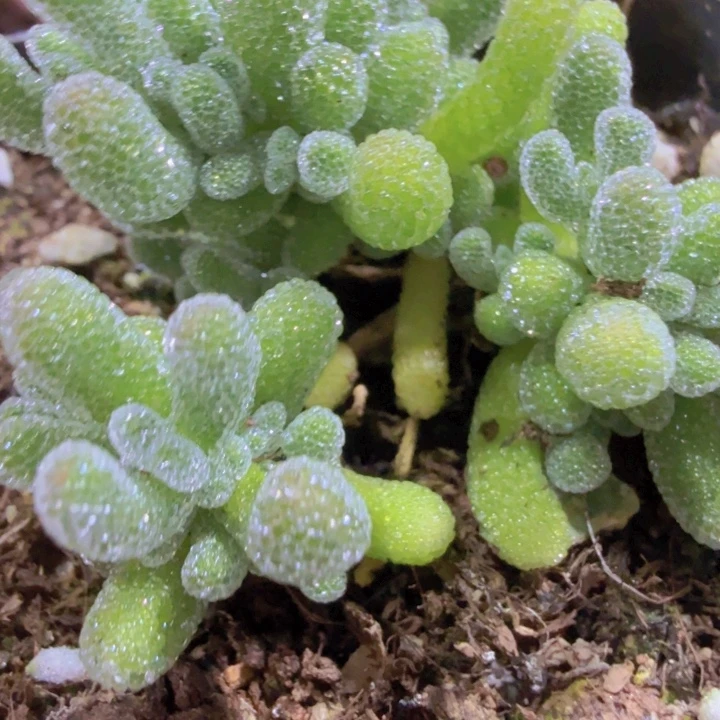 冰晶枝干一颗福利