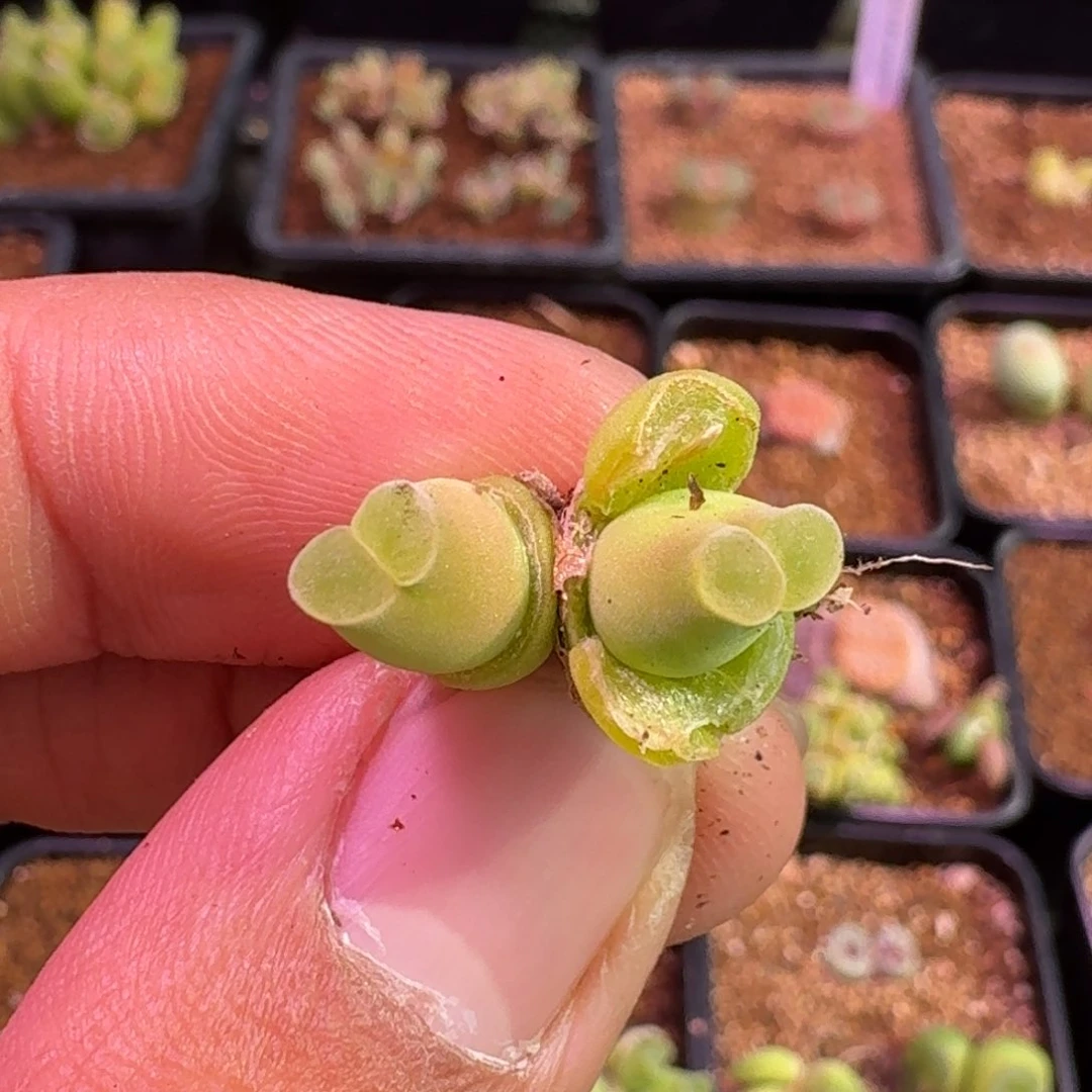 你****～云缦精品番杏11.25