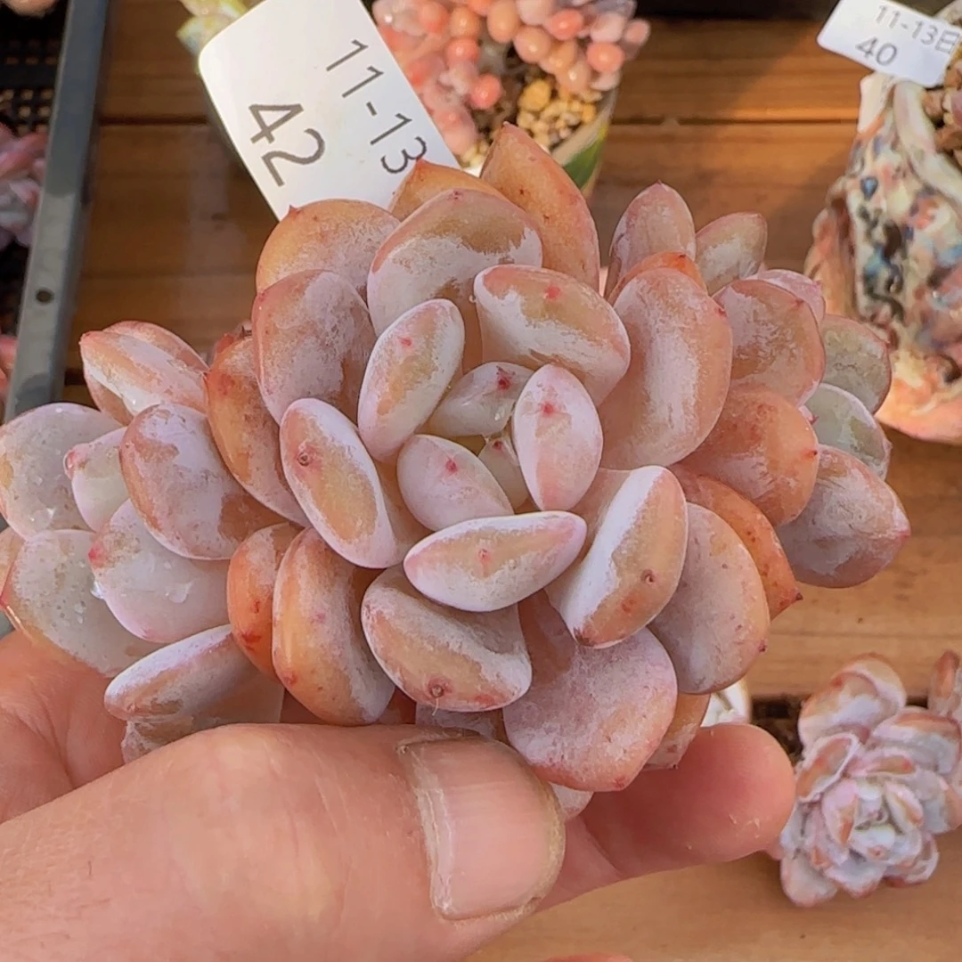 奶酪杂雪莲三头一颗