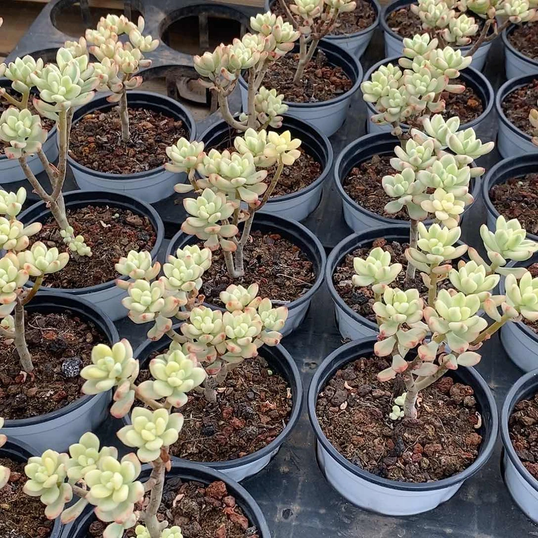 03糖果米奇锦，多肉植物