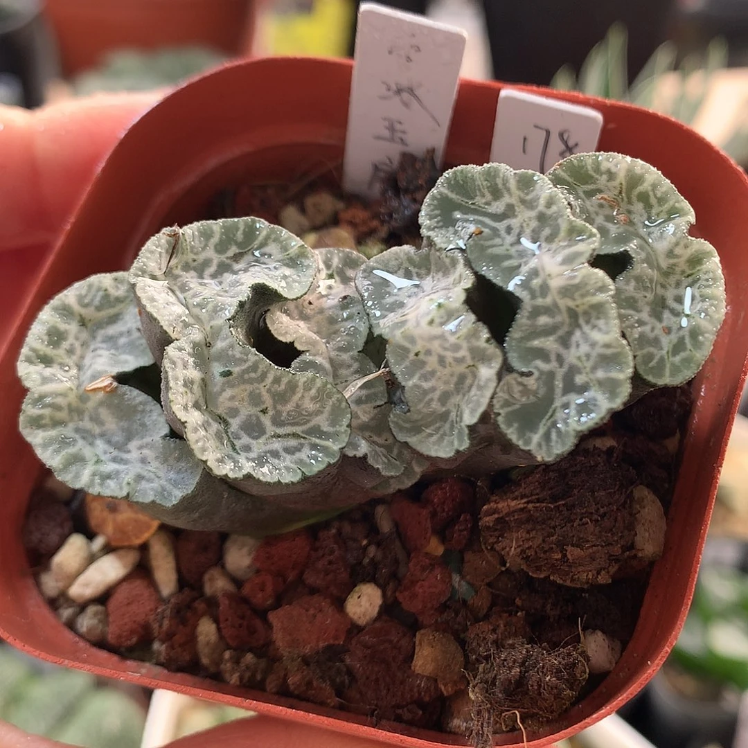 178号守冰玉扇带盆土