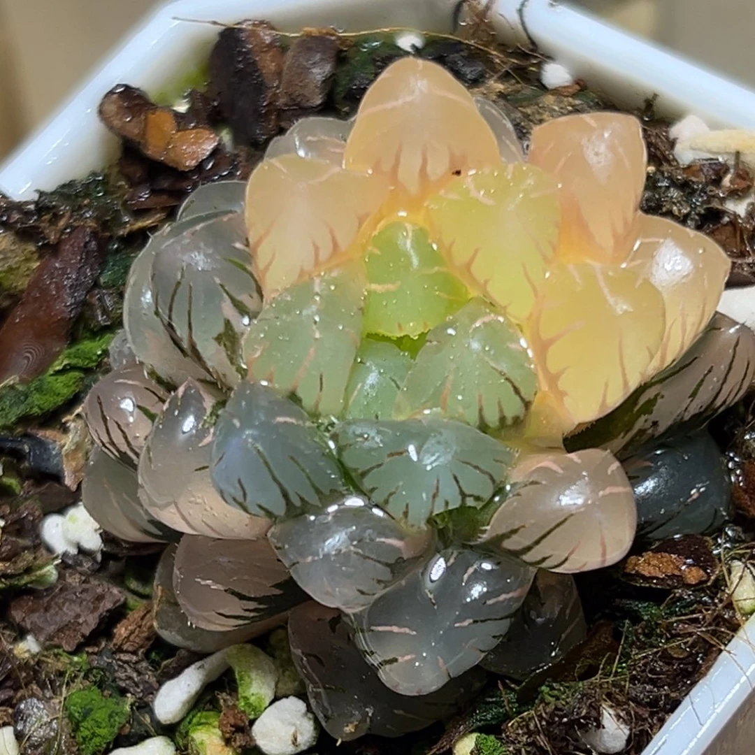 恭喜发财大吉大利638