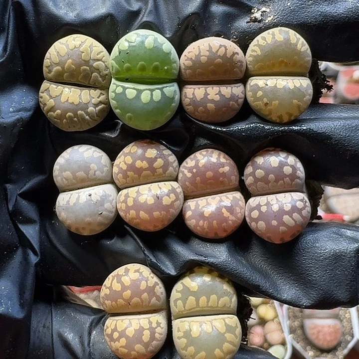 生石花111111。  266