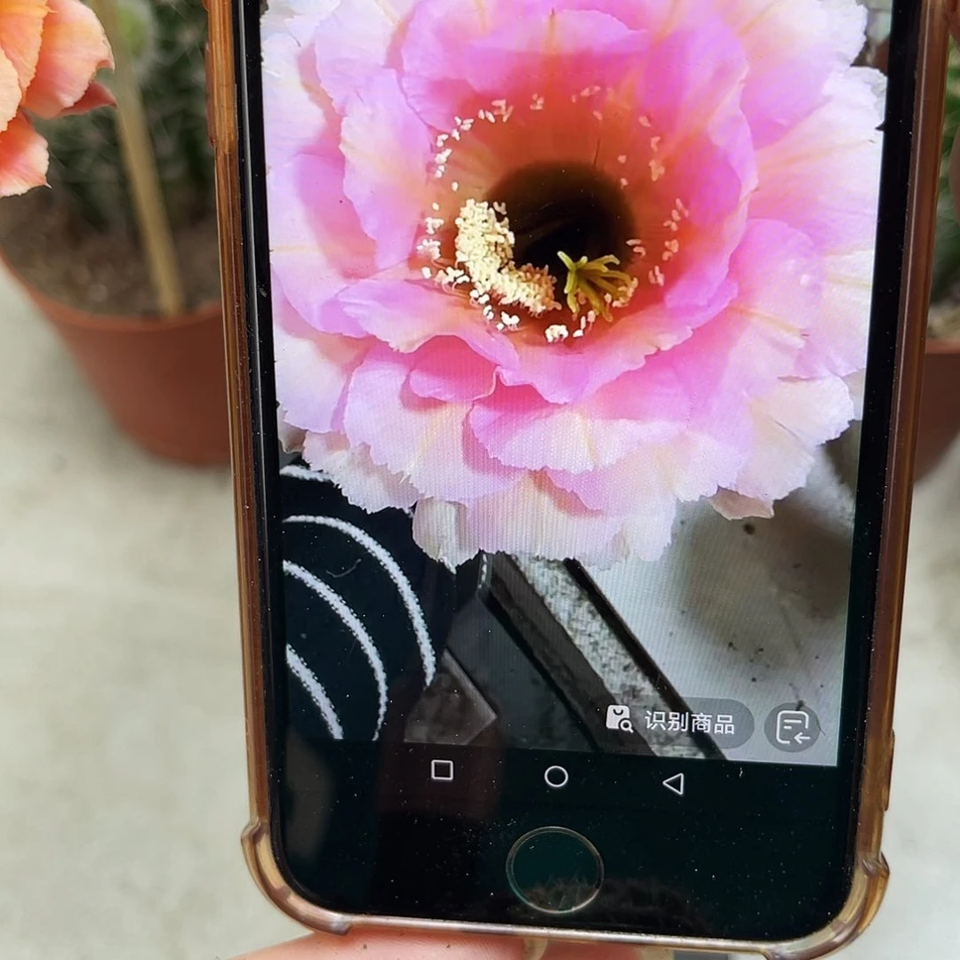 彩草523号有根2公分左右