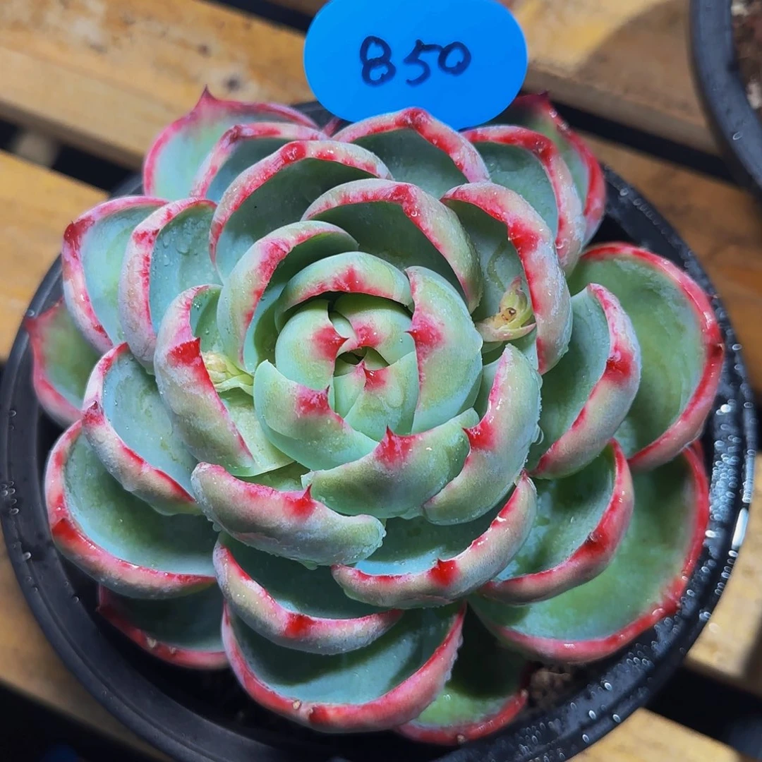 用****7惊鸿仙子一物一拍850号