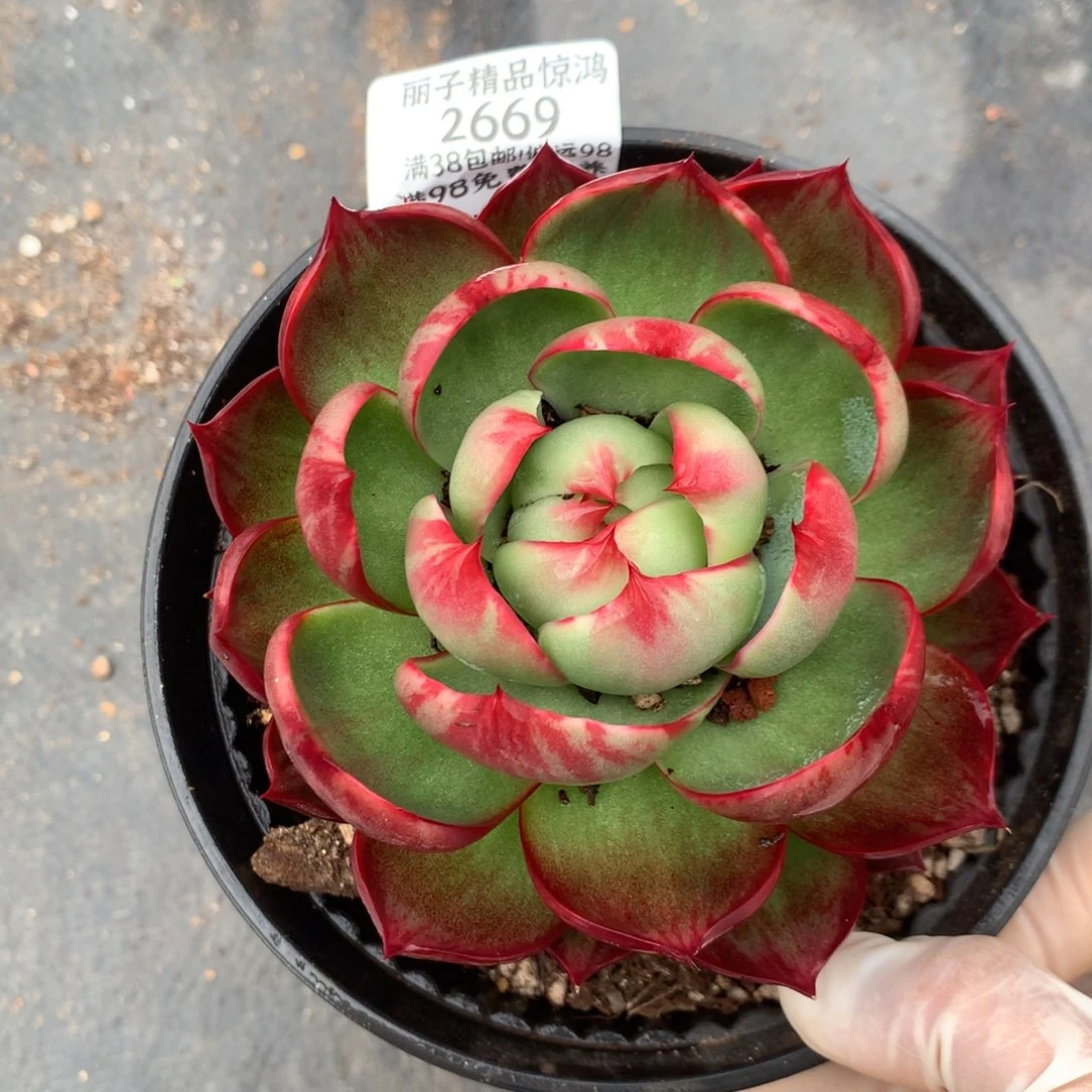 2669号多肉植物惊鸿