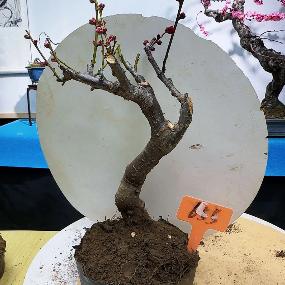 无铅玻璃一**雨f v h j j k l