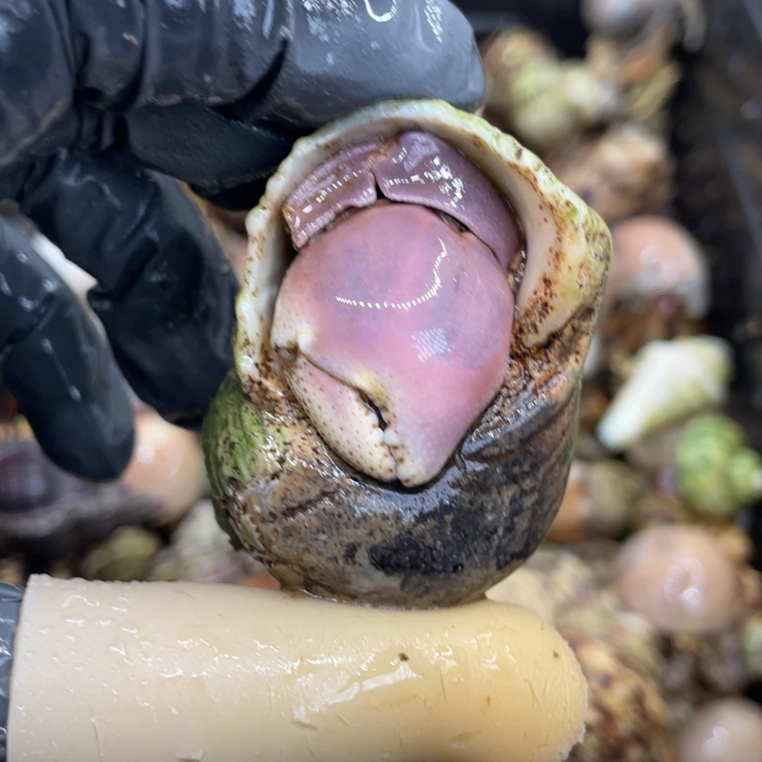 不退不换活体宠物83