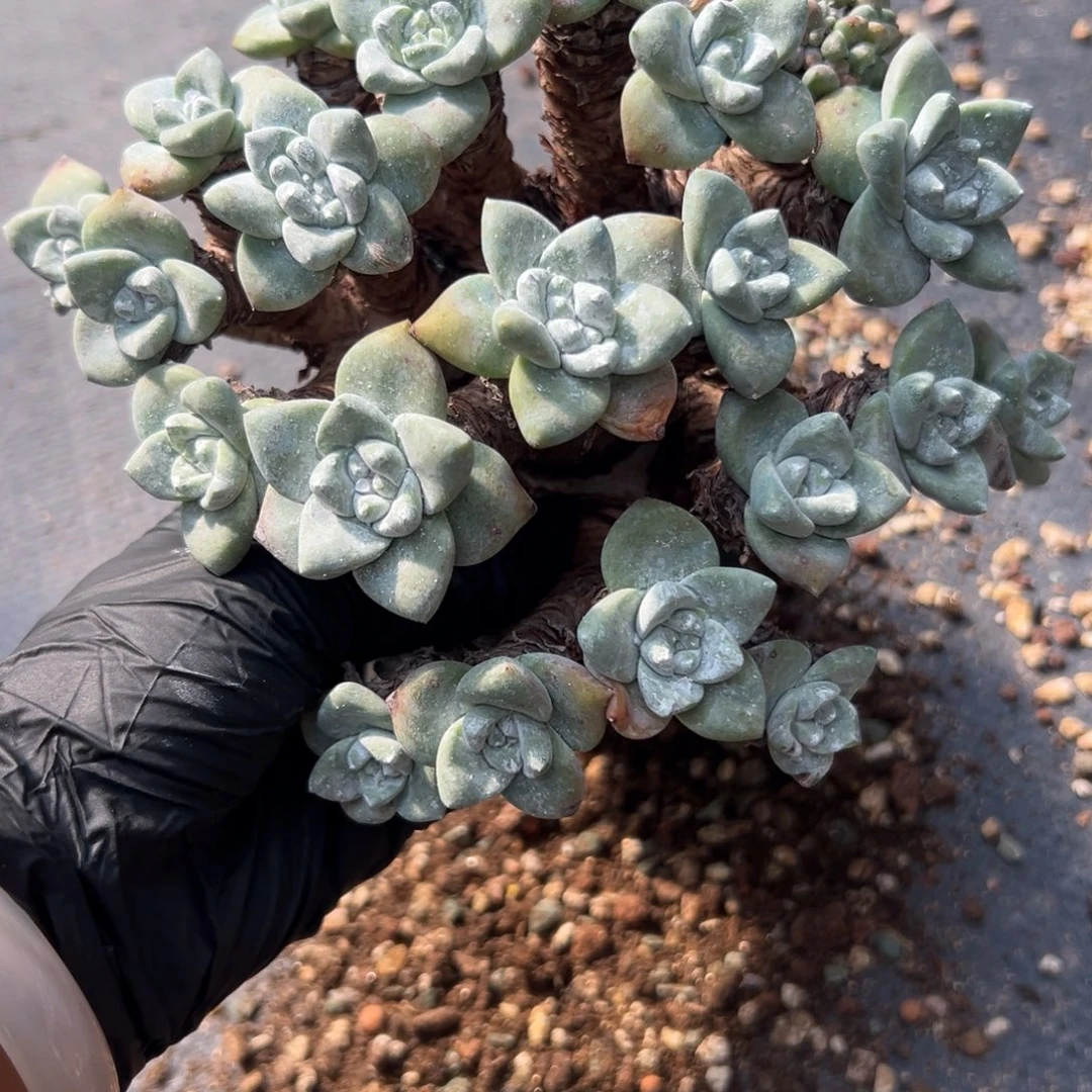 投***剑谢谢哥～一物一拍927
