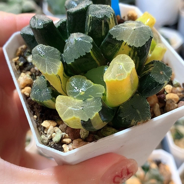 12号万象锦一物一拍带盆土