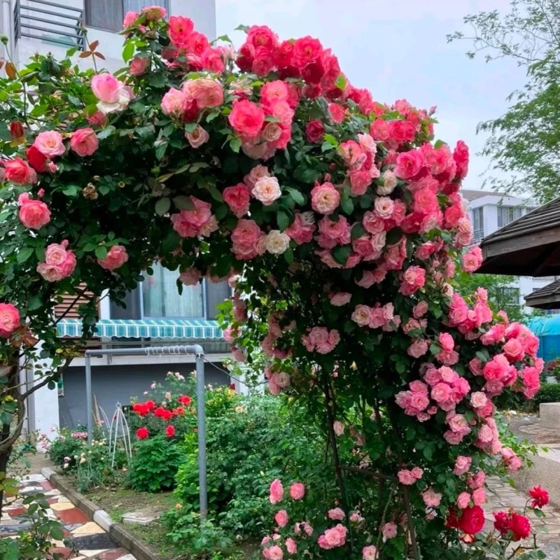 【樱霞】藤本月季花苗攀援爬藤植物花卉四季开花玫瑰花卉