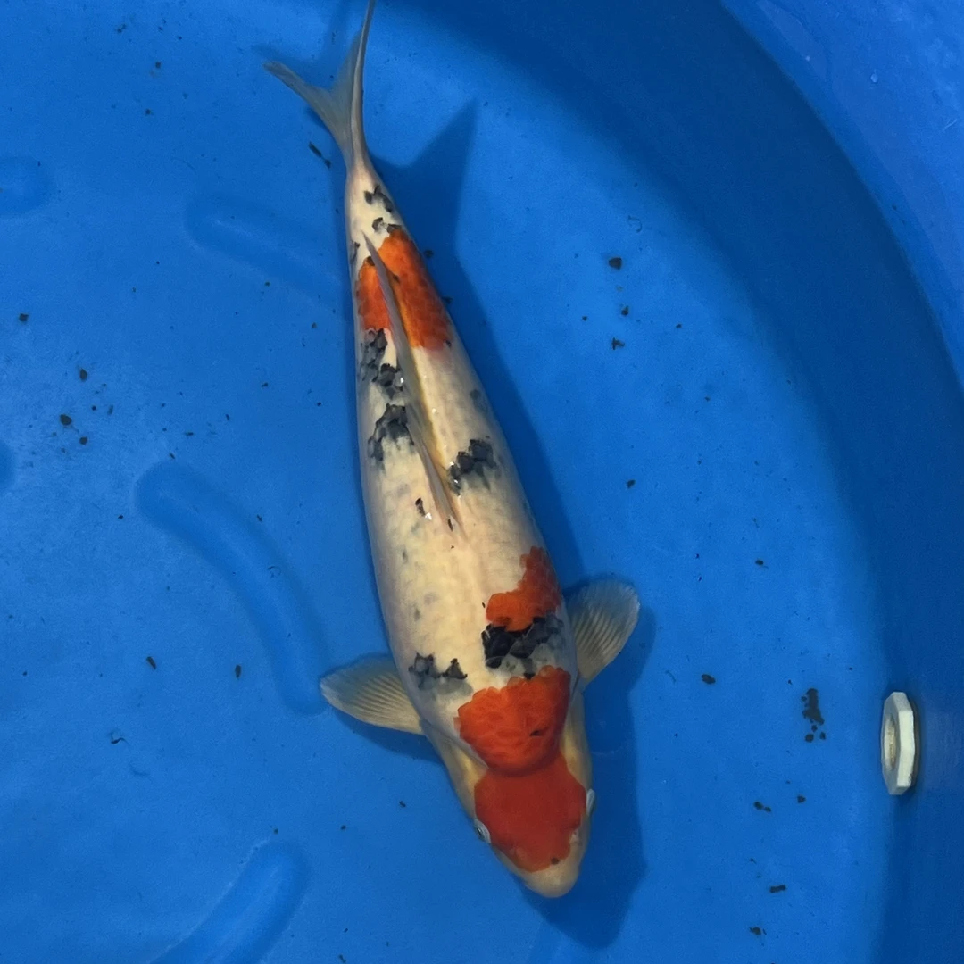 阪井出品麒麟大正锦鲤母（宋总）
