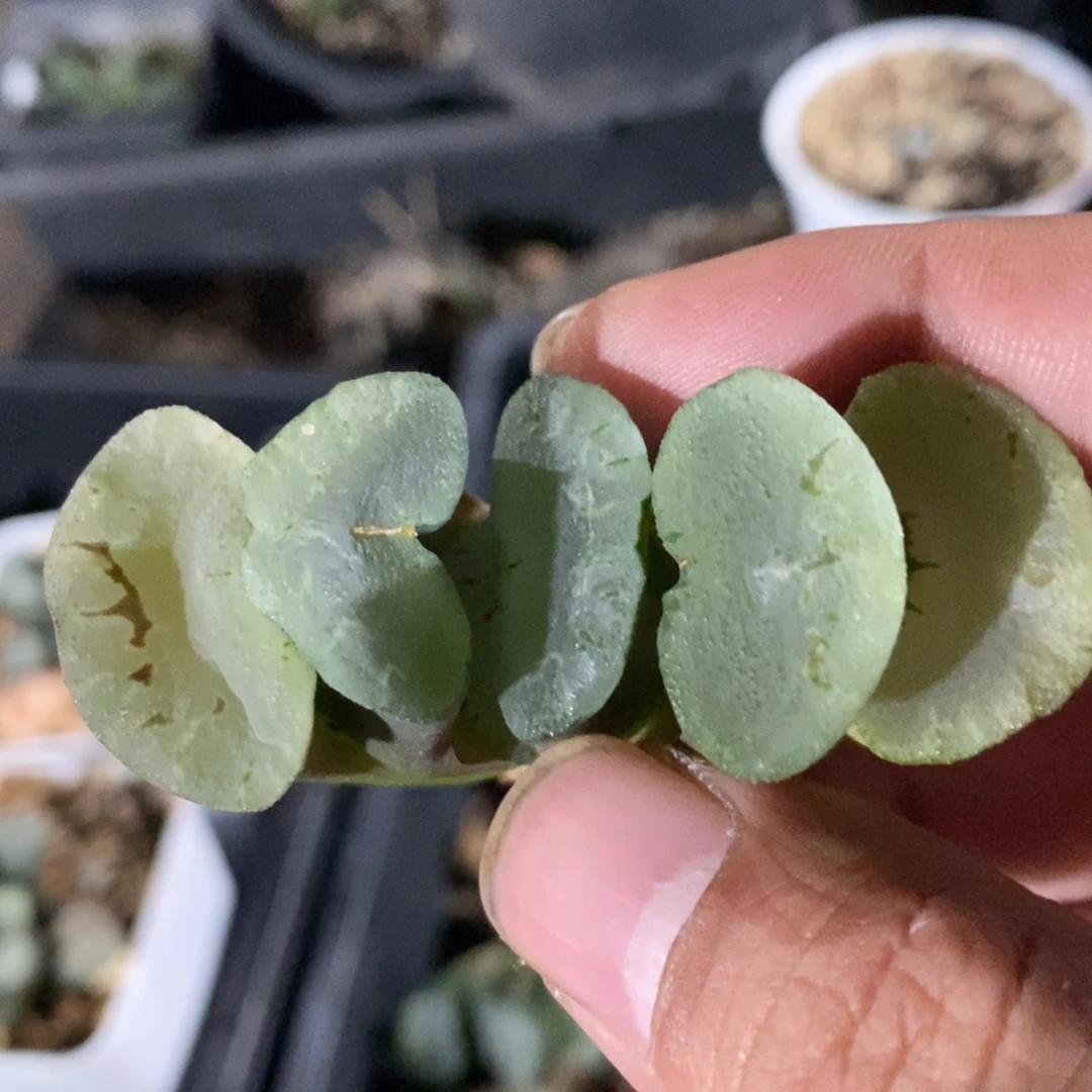 一颗实生牛逼玉扇。