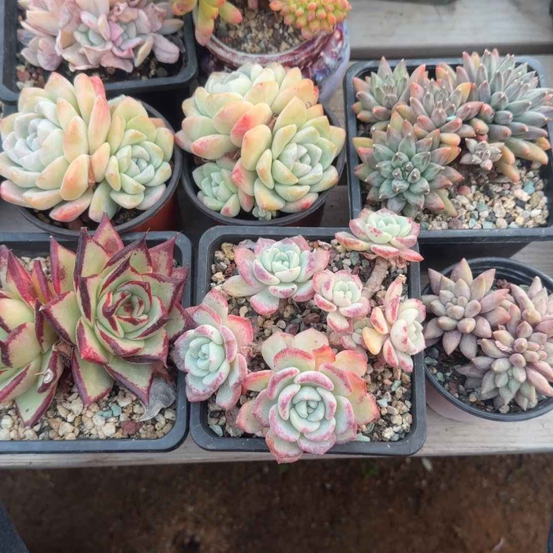 七颗一组五十包邮