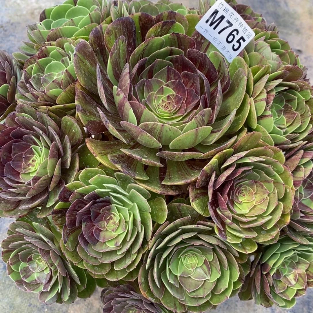 木**子765花月夜嫩桩桩