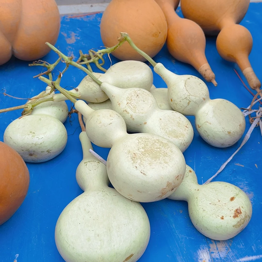 盖***棉葫芦处理葫芦九个加扁葫芦不退不换