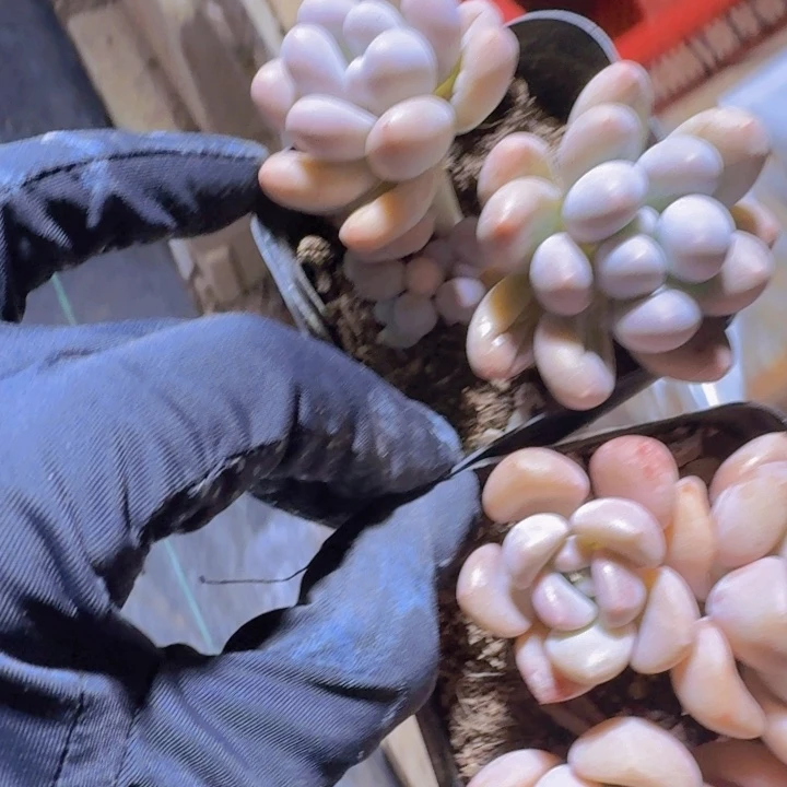 樱*烙精品福利多肉植物