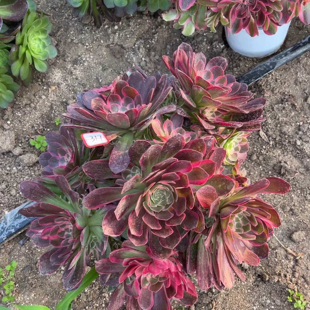 317多肉植物倾城变异