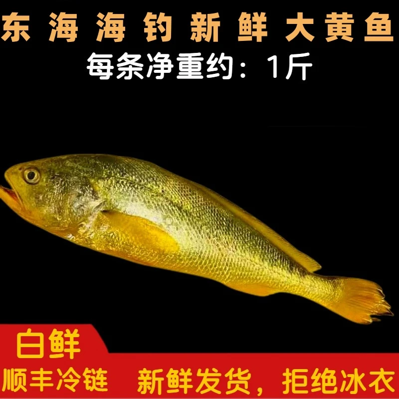 《东海码头》东海正宗海钓新鲜大黄鱼 2条 今日实价保鲜新鲜1斤/条