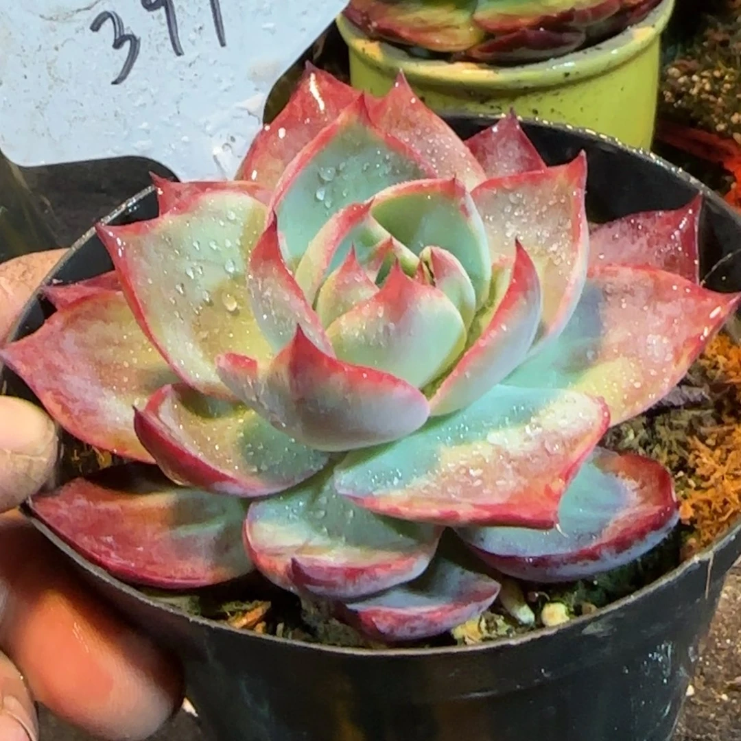 惊鸿一物一拍包装收缩花旱397