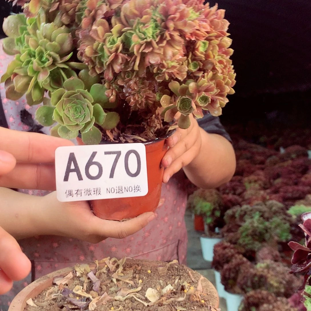 无花朵柒哥多肉法师不包侧断枝670