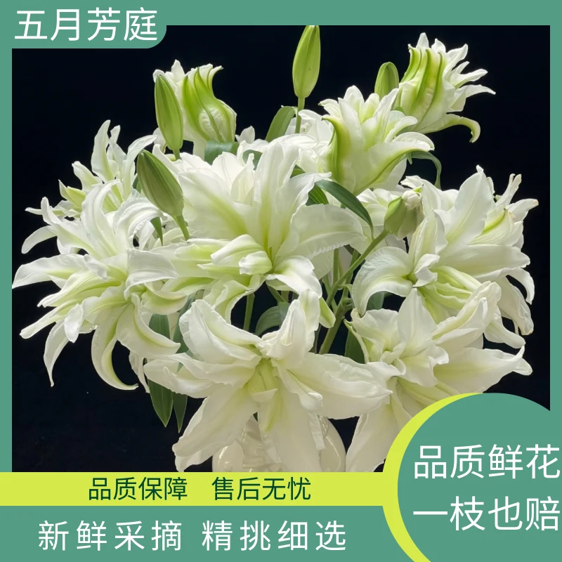 精选2头【艾莎】中度香味 重瓣百合——浪漫之星 清新 清爽感