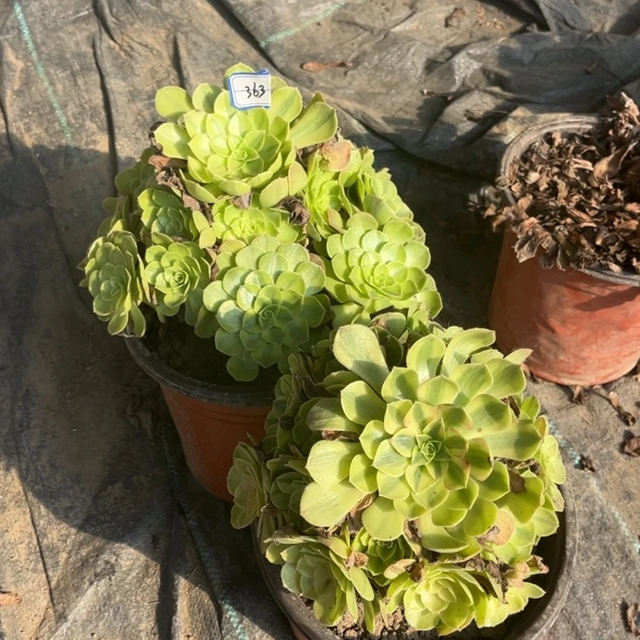 363雨荷多肉植物法师