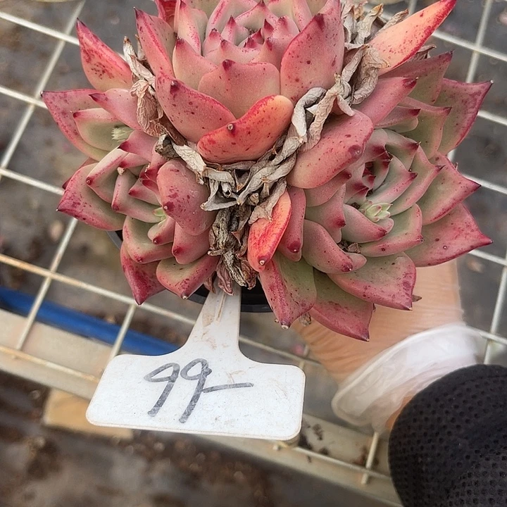 两单包邮，一物一拍，66红颜蜜语