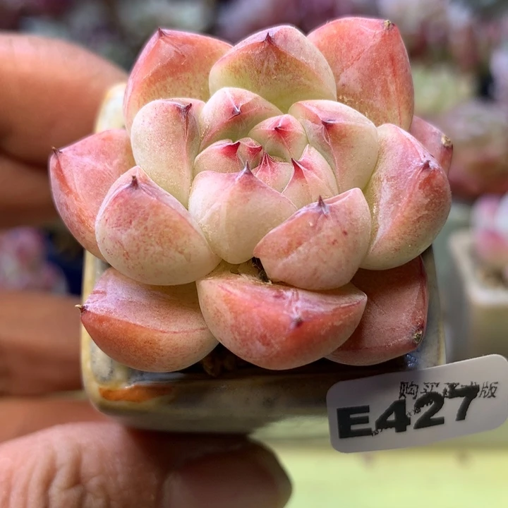 E427一物一拍带盆发