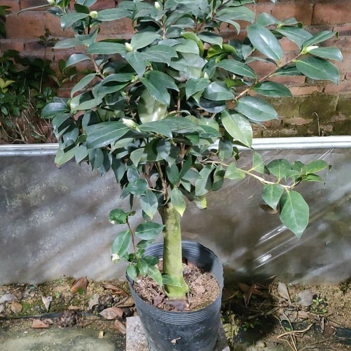 482绿可那，原盆原土，不包邮