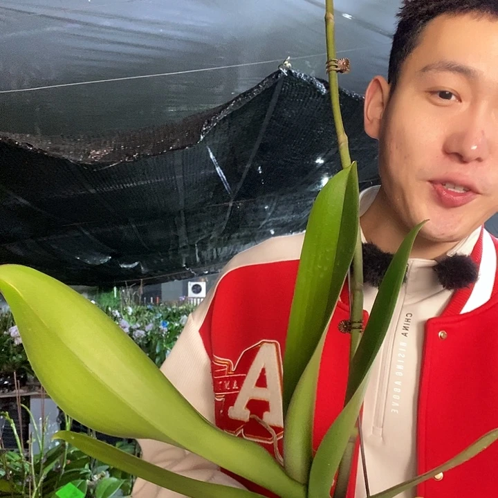 无花朵黑天鹅蝴蝶兰