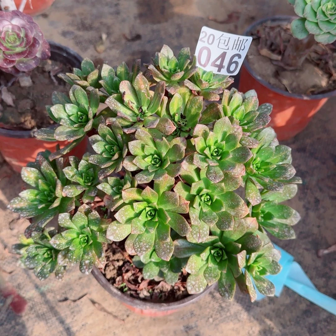 花茶046满20包邮断枝不包瑕疵
