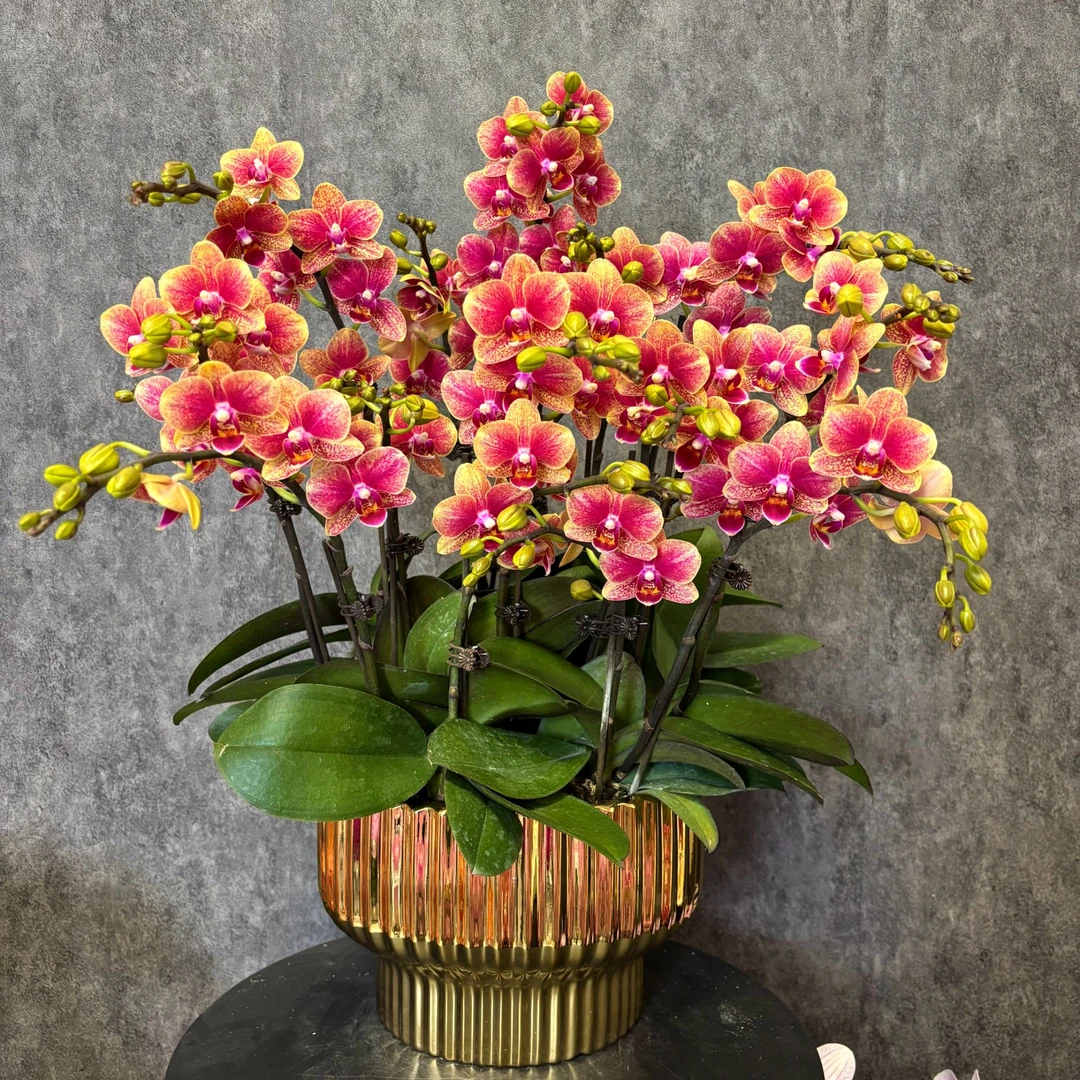 【金蝶】蝴蝶兰 鲜花绿植  好养花期长  室内观赏花 送人送礼