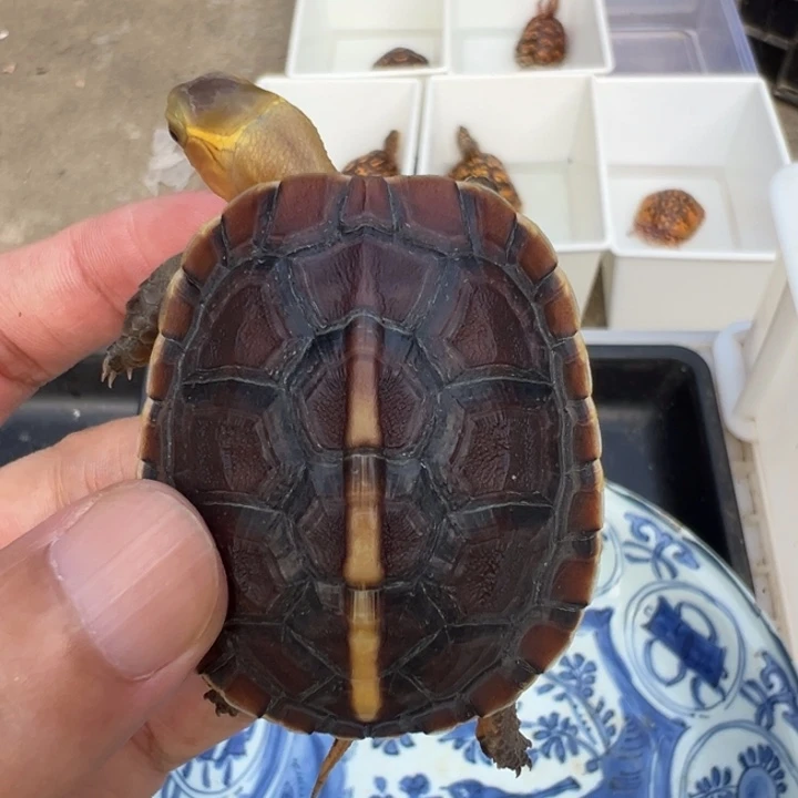 霸***哥绿毛龟母啦说的都对啊你是谁